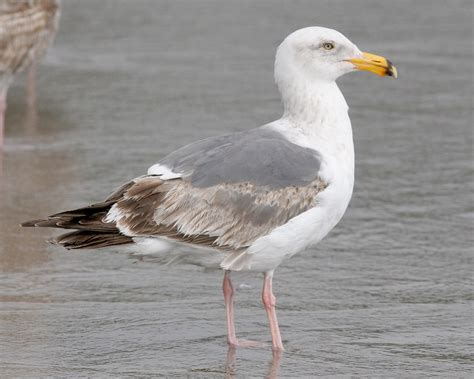 Western Gull | Audubon Field Guide