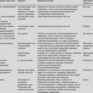 Enzyme cofactor functions of the different water-soluble vitamins found ...