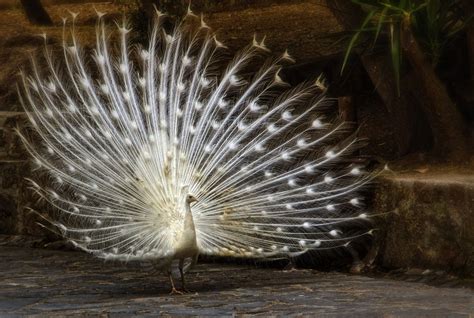 White Peacock Wallpapers - Wallpaper Cave