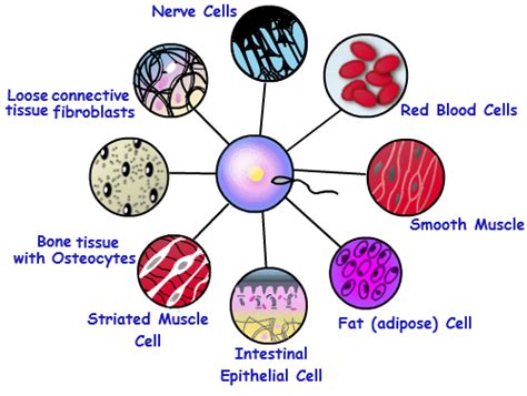 Multicellular organism - Alchetron, The Free Social Encyclopedia