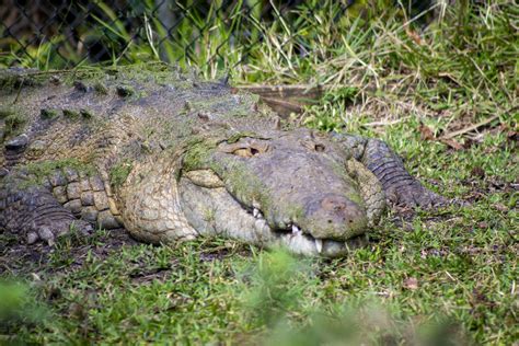 Central Florida Zoo & Botanical Gardens American Crocodile Attraction ...