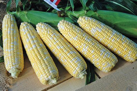 22 of the Latest Sweet Corn Varieties [slideshow] - Growing Produce