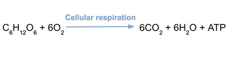 Beautiful Work Chemical Formula Aerobic Respiration Equation Of And ...