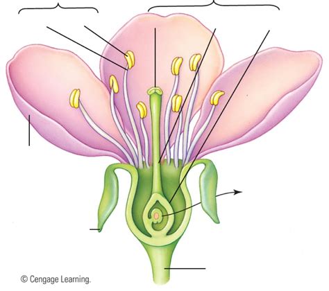 Angiosperm structure Diagram | Quizlet