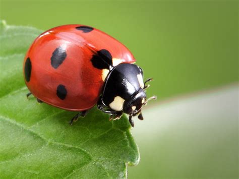 Is Neem Oil Safe For Ladybugs - Using Neem Oil With Ladybugs Present