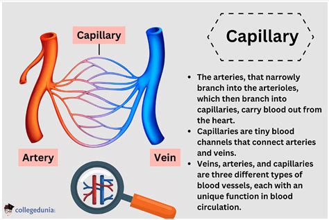 Capillaries: Structure, Types and Disease