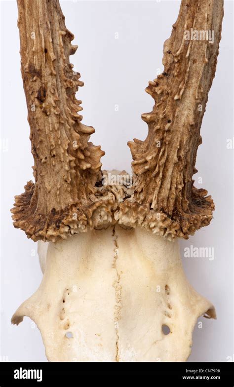 Male roe deer antlers Stock Photo - Alamy