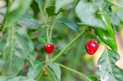 How to Grow Chiltepin Peppers – A Complete Growing Guide – The Spicy Trio