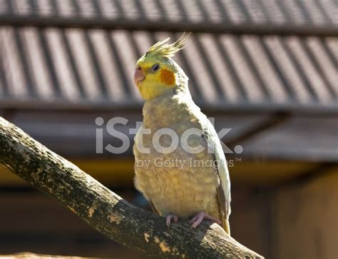 Cockatoo Parrot Stock Photo | Royalty-Free | FreeImages