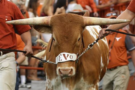 The Alcalde explores the process behind selecting new Texas mascot Bevo ...