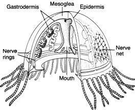 AVEEK- Blogs: Box jellyfish | Jellyfish, Jellyfish craft, Science ...