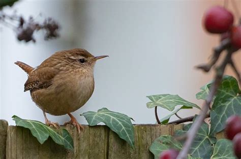 Jenny Wren Bird Sounds