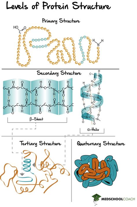 Biochemistry Diagram Show Levels Of Protein Structure From Amino Acid ...