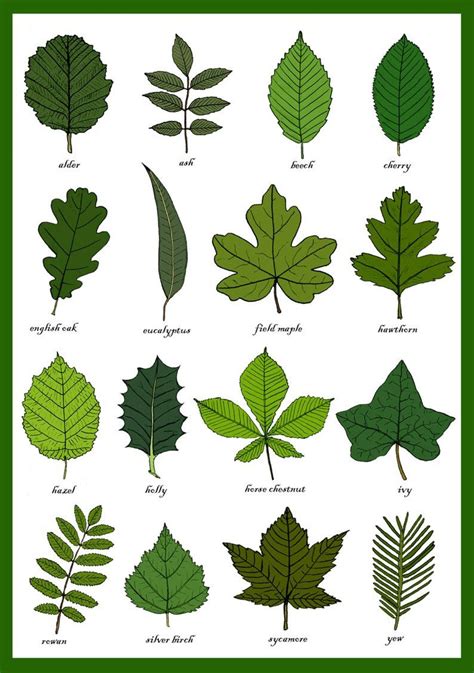 Free Printable Leaf Identification Chart | Printable Leaves