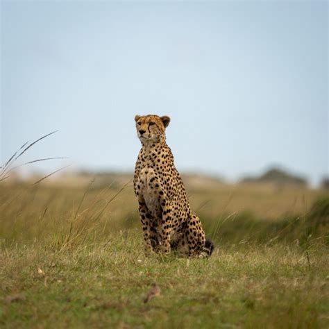 The Cheetah Diplomacy: India’s Latest Conservation Project - Glimpse ...