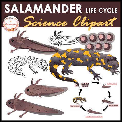 Salamander Life Cycle Clipart | Amphibians Clip Art | Made By Teachers