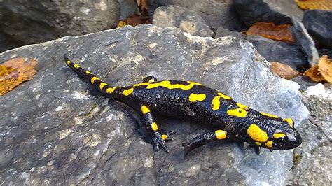 https://en.wikipedia.org/wiki/Salamander | Salamander facts, Amphibians ...