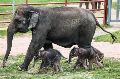 See adorable, extremely rare twin elephants born at Syracuse zoo ...