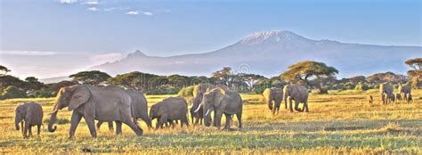 Elephants In Front Of Kilimanjaro Stock Image - Image of mountain ...