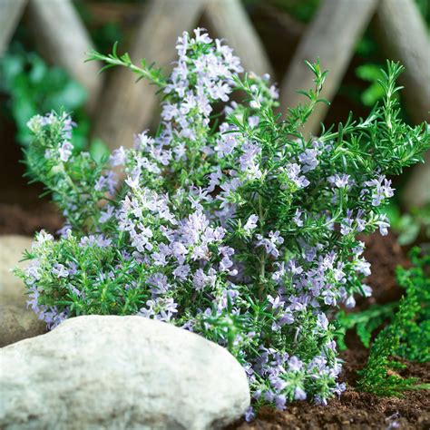 ARP Rosemary | Plant Addicts