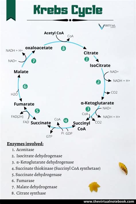 43 Krebs Cycle Simple Diagram - Diagram Resource