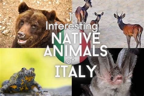 11 Interesting Native Animals of Italy – This Way To Italy