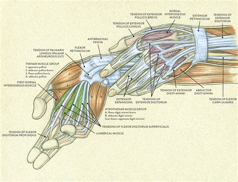 Muscles of the Arm and Hand - Classic Human Anatomy in Motion: The ...