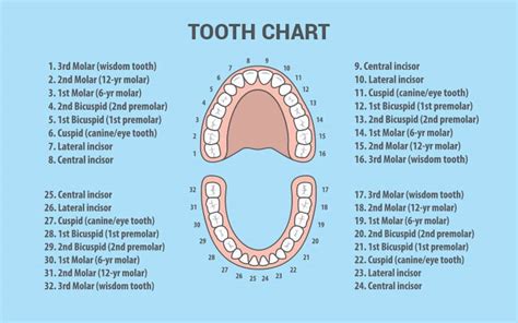 Teeth Numbers And Names - Chart Of Adult Teeth | Rodeo Dental