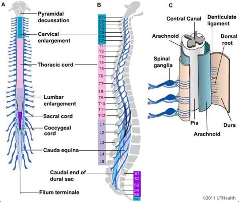 Neuroanatomy Online: Lab 4 - External and Internal Anatomy of the ...