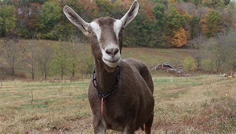 Raising Toggenburg Goats (2020): Ultimate Guide for Beginners