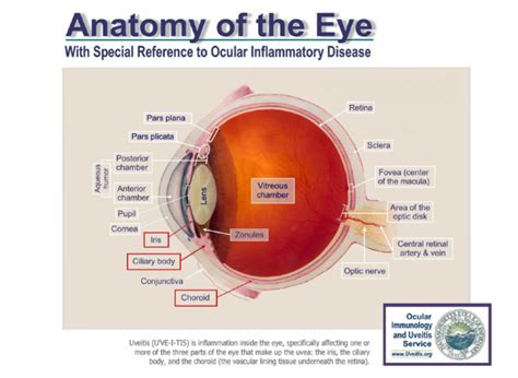 Uveitis Definition | Uveitis.org | OIUF