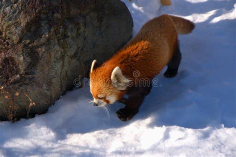 Red Panda in the snow stock image. Image of conservation - 295057213