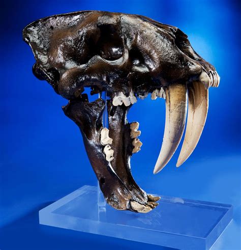 Giant Asian Saber Toothed Cat Skull | Animales prehistóricos, Anatomía ...