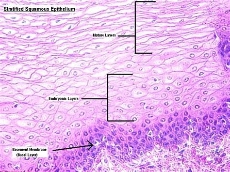 Stratified Squamous Epithelium Labeled