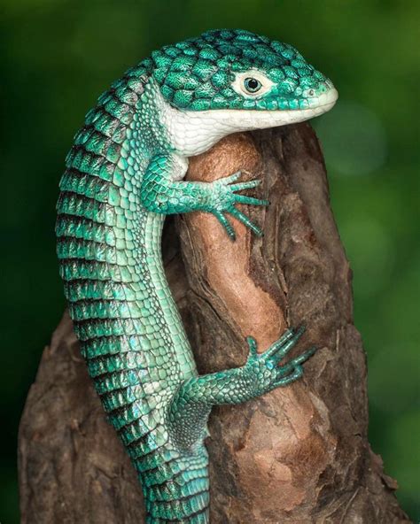 Cool Exotic Reptile Pets | Pets Animals US