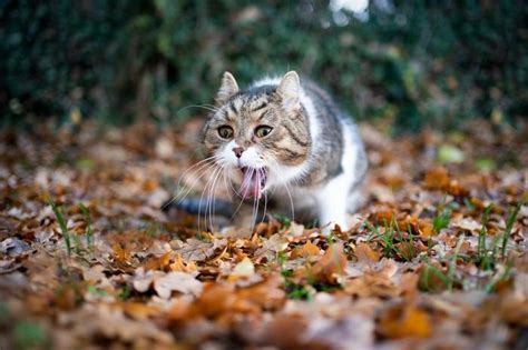 Cat Throwing Up Foam: When to Worry - Cats.com