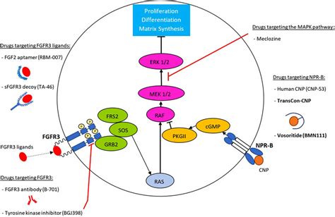 Drugs in development for the treatment of achondroplasia. Depicted is a ...