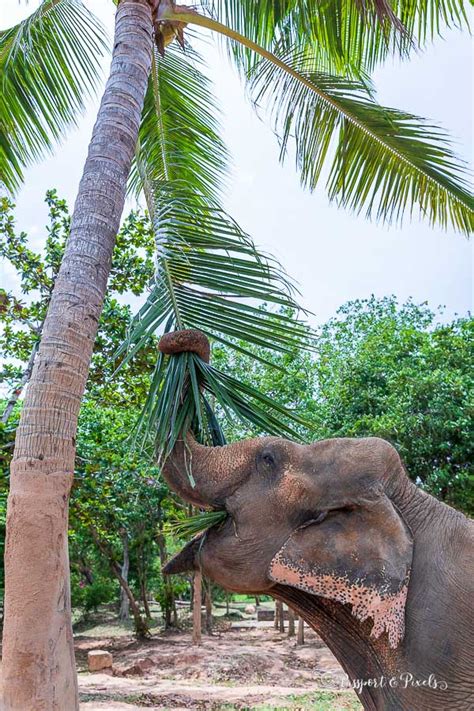 Visiting The Delightful Koh Samui Elephant Sanctuary Thailand