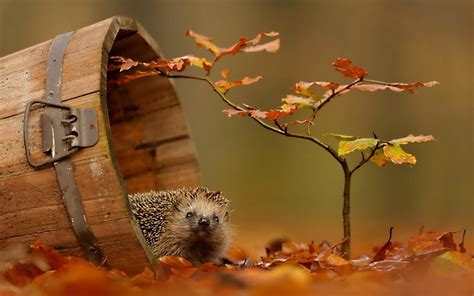 Autumn Animals Wallpapers - Top Free Autumn Animals Backgrounds ...