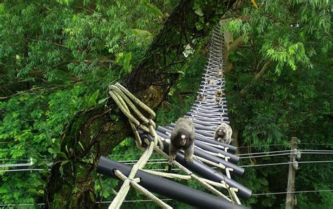 Rain Forest Canopy Bridges Aid Slow Lorises, Gibbons and Other ...