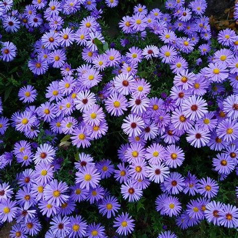 Aster flower meaning • Discover the true meanings of this beautiful flower