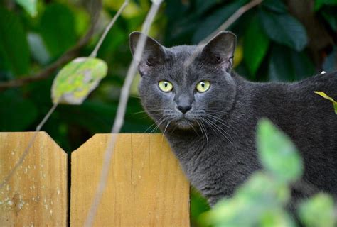 Russian Blue Cat Personality: Is This Breed Right For You?