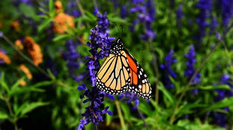 monarch butterfly, butterfly, pattern, wings, flower, 4k HD Wallpaper