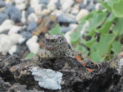 A lava lizard peers over a rock | Lewis the Lion