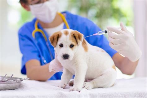 Does A Rabies Shot Prevent A Dog From Getting Rabies?