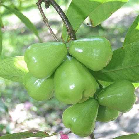 Wax Jambu Tree, Green – Everglades Farm