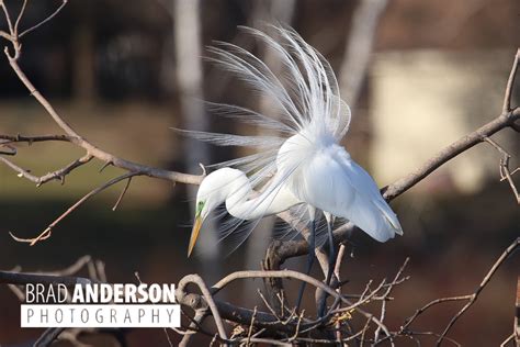 Great egret breeding plumage | Brad Anderson Photography