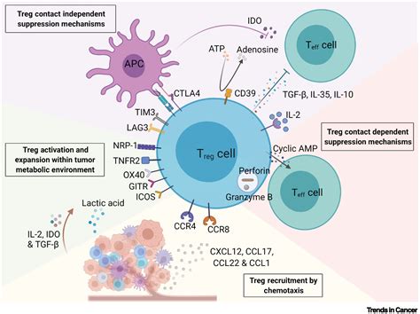 Regulatory T Cells