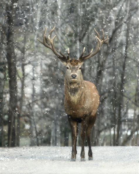 Images Gratuites : paysage, la nature, forêt, neige, hiver, animal ...