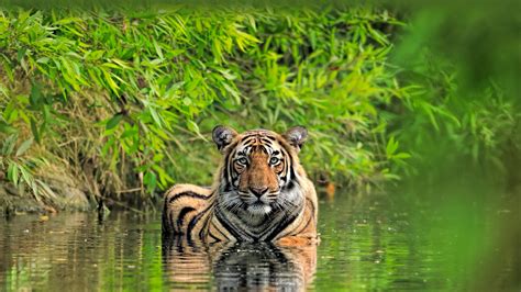 Bengal Tiger Wallpaper Widescreen